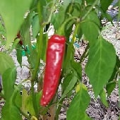 Mid Season Hot Peppers - 75 days to 85 days