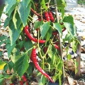 Aci Sivri Pepper Seeds HP321-10_Base
