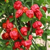 Armageddon Hot Peppers HP2483-10