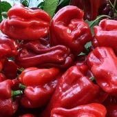 Ausilio Thin Skin Italian Hot Peppers HP2333-10