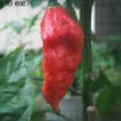Bhut Jolokia Ghost Hot Peppers (Red) HP1987-5