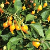 Biquinho Hot Peppers (Yellow) HP2341-10