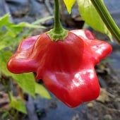 Bishop's Crown Hot Peppers HP31-10