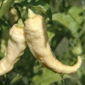 Bhut Jolokia Ghost White Pepper Seeds HP2292-10_Base