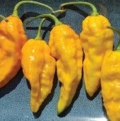 Bhut Jolokia Ghost Yellow Hot Peppers HP2211-10_Base