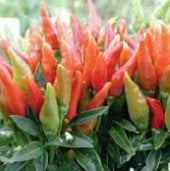 Candlelight Pepper Seeds HP341-20_Base