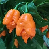 Carolina Reaper Hot Peppers (Orange) HP2286-5
