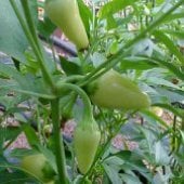 Cascabella Pepper Seeds HP41-10_Base
