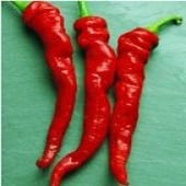 Cayenne Large Thick Hot Peppers HP42-20_Base