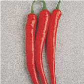 Cayenne Long Red Pepper Seeds HP1561-20_Base