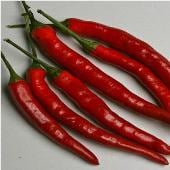 Cayenne Long Thin Hot Peppers HP2000-20_Base