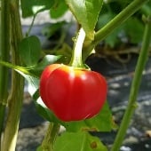 Cherry Tart Pepper Seeds HP345-10_Base