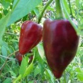 Chilhuacle Rojo Pepper Seeds HP890-10_Base