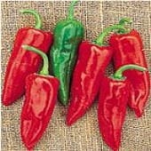 Chili Grande Hot Peppers HP52-20
