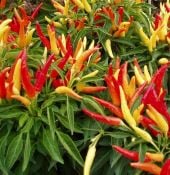 Chilly Chili Pepper Seeds HP1138-10_Base