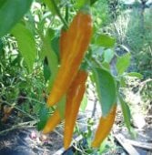 Costeno Amarillo Pepper Seeds HP678-10_Base
