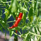 Costeno Pepper Seeds HP63-10_Base