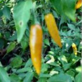 Criolla Sella Pepper Seeds HP438-10_Base