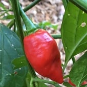 Devil's Tongue Red Pepper Seeds HP2322-10_Base