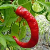 Dragon's Claw Pepper Seeds HP879-10_Base