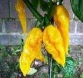 Fatalii Yellow Pepper Seeds HP80-10_Base