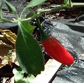 Fire Pepper Seeds HP82-10_Base