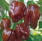 Habanero Chocolate Pepper Seeds (Strain 4) HP1946-20_Base