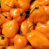 Habanero Brazil Orange Pepper Seeds HP2518-10