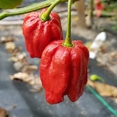 7 Pot Red Habanero Pepper Seeds HP2015-10_Base