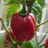 Habanero Hot Peppers (Antilles Caribbean) HP1318-10