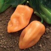 Habanero Hot Peppers (Chichen Itza) HP2028-10