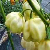 Habanero Hot Peppers (Giant White) HP2300-5