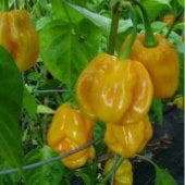 Habanero Golden Pepper Seeds HP444-10_Base