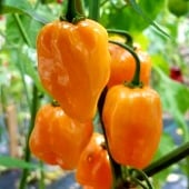 Habanero Orange Pepper Seeds (Strain 1) HP1930-10_Base