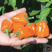Orange Plum Habanero Hot Peppers HP2004-10_Base