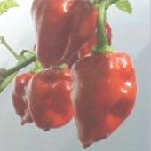 Habanero Hot Peppers (Red Dominica) HP854-10