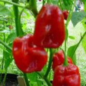 Habanero Red Savina Pepper Seeds HP426-10_Base