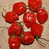 Habanero Red Pepper Seeds (Strain 3) HP1983-10_Base