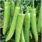 Hindu Pepper Seeds HP2446-20_Base