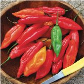 Habanero Hot Peppers (Maya) HP2039-20