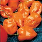 Habanero Orange Pepper Seeds (Strain 2) HP2001-10_Base