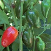 Jalapeno Traveler Pepper Seeds HP2336-20_Base