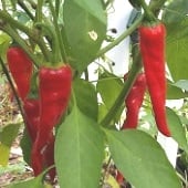 Merah Hot Peppers HP151-20