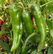 New Mexico 64 Hot Peppers HP268-20