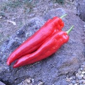 New Mexico 64L Hot Peppers HP1802-20