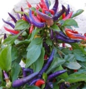 NuMex April Fool's Day Pepper Seeds HP2260-10_Base