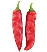 NuMex R Naky Hot Peppers HP168-20