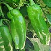 NuMex 6-4 Hot Peppers HP1815-20