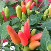NuMex Chinese New Year Hot Peppers HP2261-20_Base
