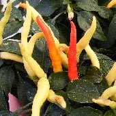 NuMex Cinco de Mayo Hot Peppers HP2258-10